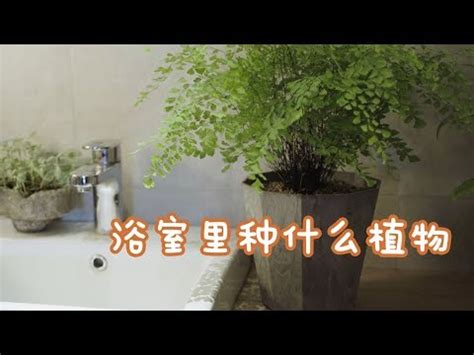 放廁所的盆栽|廁所放什麼植物好？4種耐陰且好照顧的植物推薦 